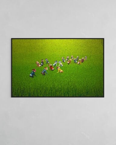 Buğday Tarlasında Hasat Küçük